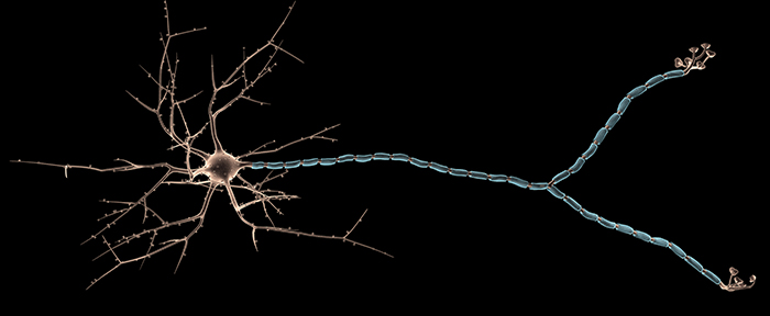 bigstock-multipolar-neuron-s